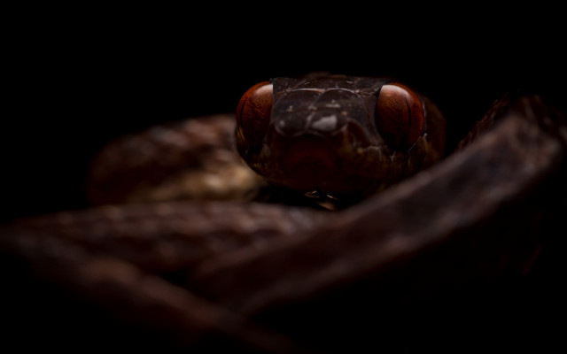 Brown snake cobra macro dark free wallpaper for desktop - medium preview image