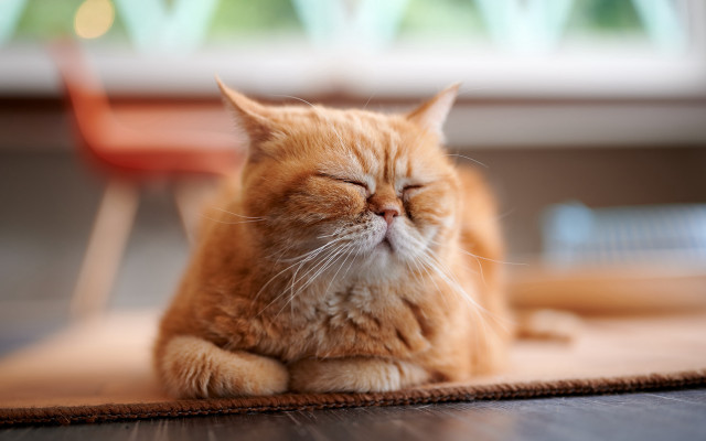 Cat sleeping blurry background realistic free wallpaper for desktop - medium preview image