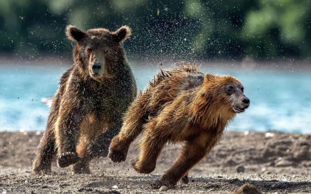 Bears running beach water trees free wallpaper for desktop - medium preview image