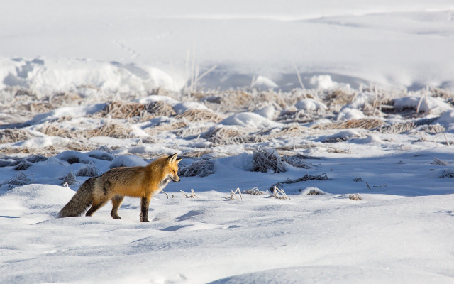 Fox snowy field bushes hill free wallpaper for desktop - medium preview image