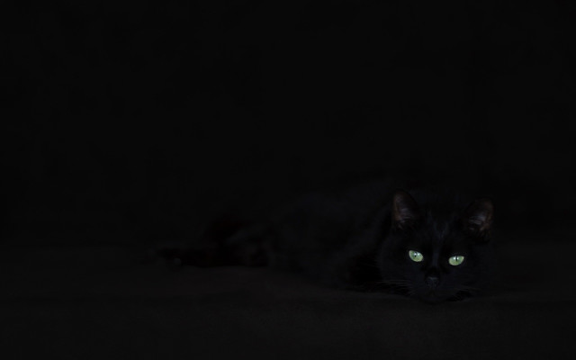 Black cat green eyes laying #2 free wallpaper for desktop - medium preview image
