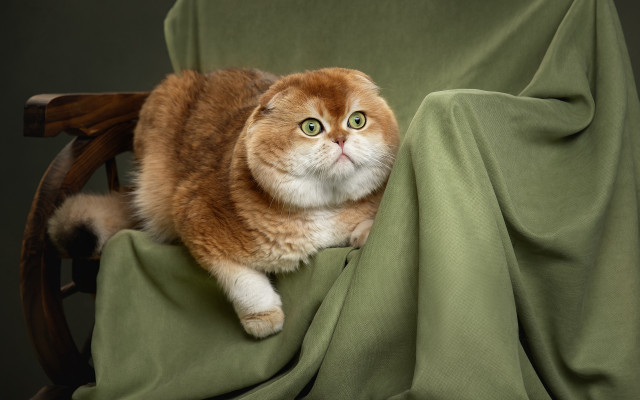 Cat chair greenblanket wideeyes photorealistic free wallpaper for desktop - medium preview image