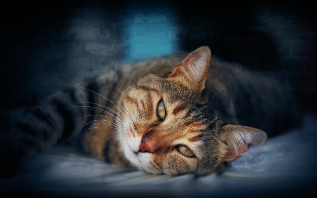 Cat laying bed closed open free wallpaper for desktop - medium preview image