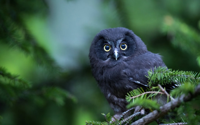 Black bird yellow eyes forest free wallpaper for desktop - medium preview image
