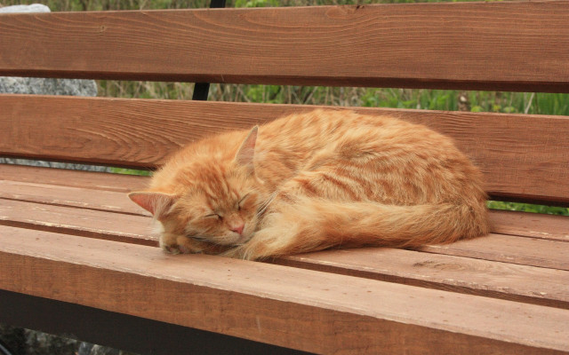 Cat sleeping wooden bench outside free wallpaper for desktop - medium preview image