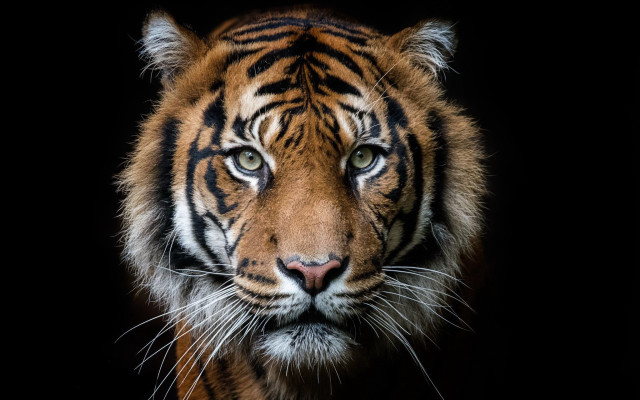 Tiger closeup black background wildlife free wallpaper for desktop - medium preview image
