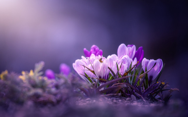Purple flower field macro blurry #9 free wallpaper for desktop - medium preview image
