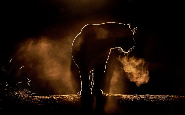 Glowing horse silhouette fire embers free wallpaper for desktop - medium preview image