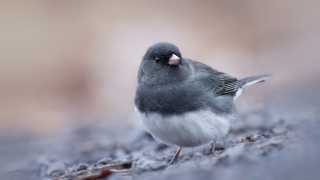 Small bird rock blurry background #3 free wallpaper for desktop - medium preview image