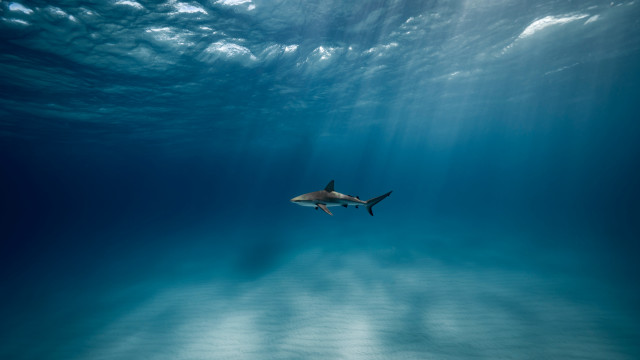 Shark ocean sky sunbeams underwater free wallpaper for desktop - medium preview image