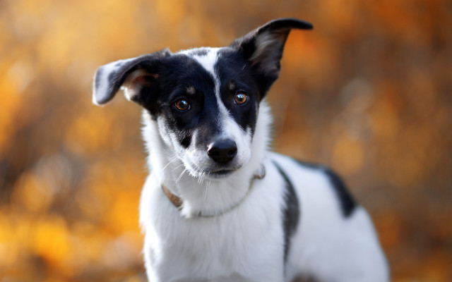 Black white dog field autumn free wallpaper for desktop - medium preview image