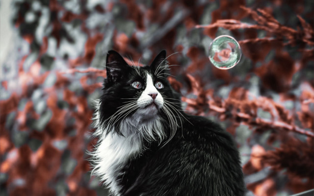 Black and white cat bubble free wallpaper for desktop - medium preview image