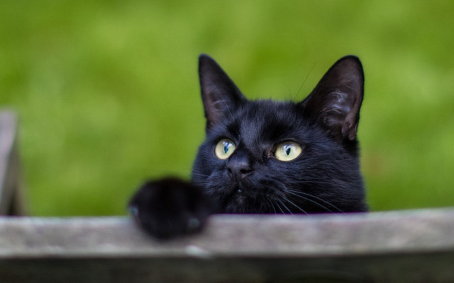 Black cat yellow eyes wooden #2 free wallpaper for desktop - medium preview image
