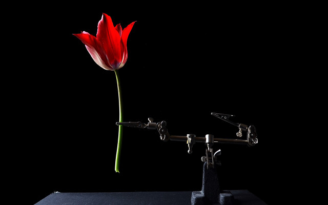 Red flower black vase studio free wallpaper for desktop - medium preview image