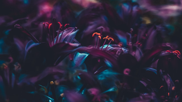 Purple flowers red centers blue free wallpaper for desktop - medium preview image