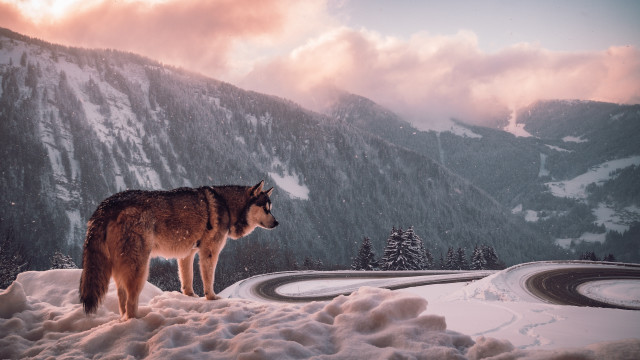 Wolf snowhill mountain clouds night free wallpaper for desktop - medium preview image