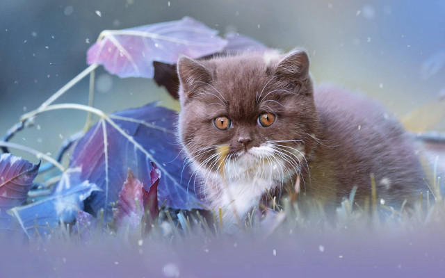 Cat grass umbrella snow rain free wallpaper for desktop - medium preview image