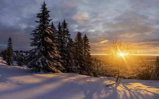 Sunset snowy forest trees cloudy free wallpaper for desktop - medium preview image