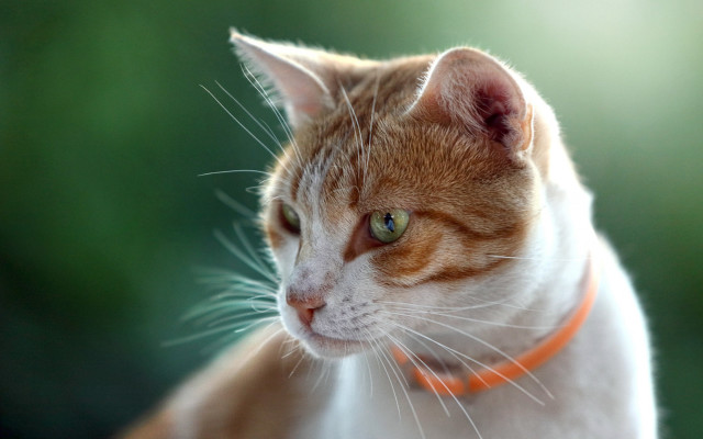 Cat collar looking distant blurry free wallpaper for desktop - medium preview image