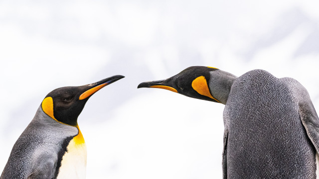 Penguins touching beaks open naturalism free wallpaper for desktop - medium preview image