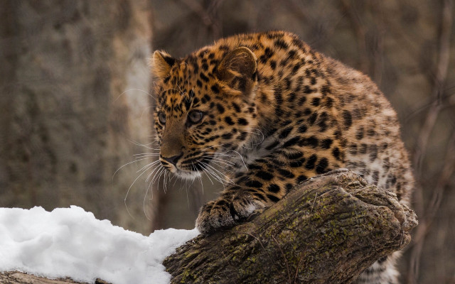 Leopard cub sitting on branch free wallpaper for desktop - medium preview image
