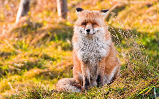 Fox sitting grass sad eyes free wallpaper for desktop - medium preview image