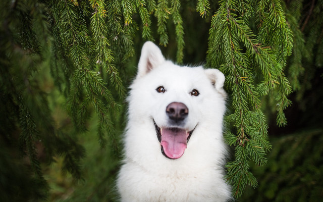 White dog standing in tree free wallpaper for desktop - medium preview image