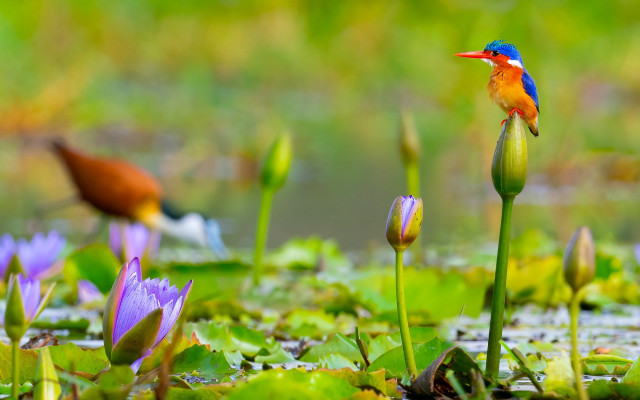 Colorful bird flower water lilies free wallpaper for desktop - medium preview image