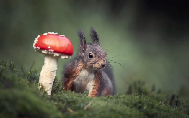 Squirrel mushroom tiltshift nature blurry free wallpaper for desktop - medium preview image