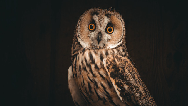 Large owl orange eyes wooden free wallpaper for desktop - medium preview image