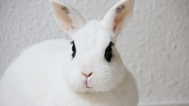 White rabbit sad face photorealistic free wallpaper for desktop - medium preview image