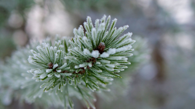 Pine snow needles macro winter free wallpaper for desktop - medium preview image