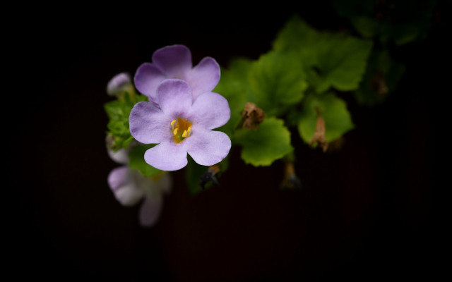 Purple flower green leaves yellow free wallpaper for desktop - medium preview image