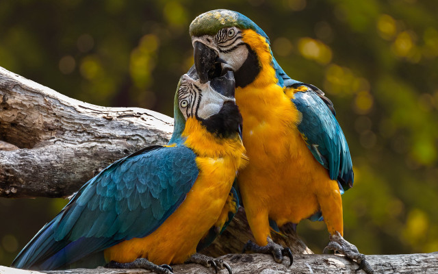 Colorful birds forest branch bokeh free wallpaper for desktop - medium preview image