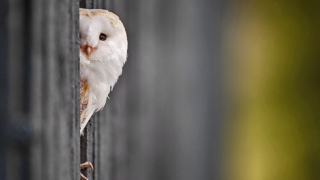 White owl perched metal bar free wallpaper for desktop - medium preview image