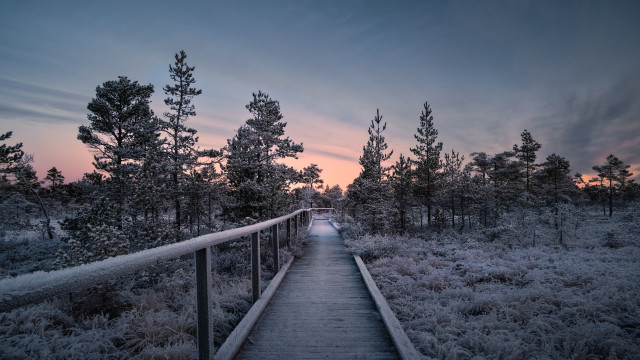 Boardwalk forest sunset pink trees free wallpaper for desktop - medium preview image