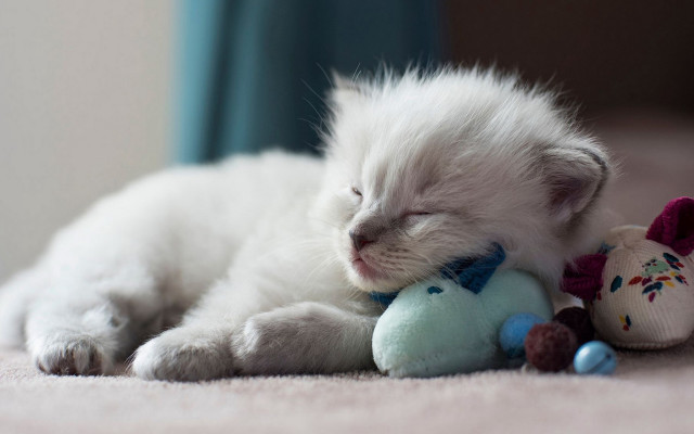 White kitten sleeping stuffed toy free wallpaper for desktop - medium preview image