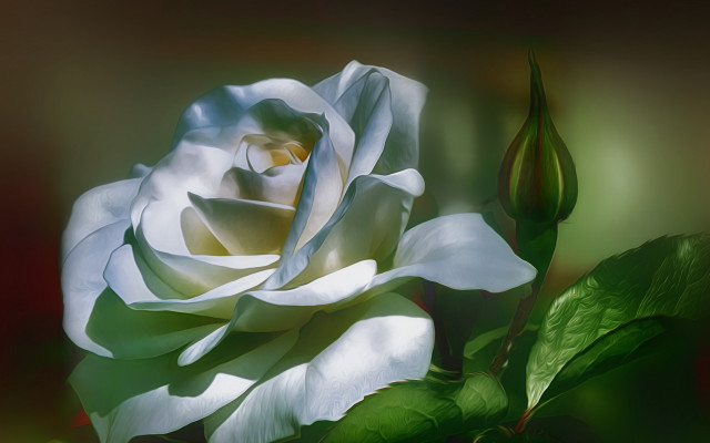 White rose green leaves dark #2 free wallpaper for desktop - medium preview image