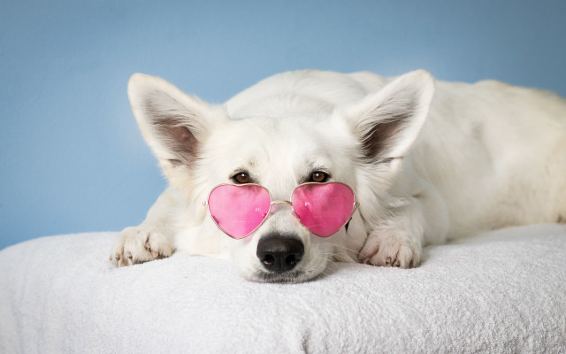 White dog pink heart nose free wallpaper for desktop - medium preview image