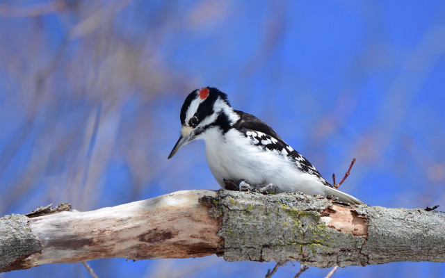 Bird branch blue sky puzzle free wallpaper for desktop - medium preview image
