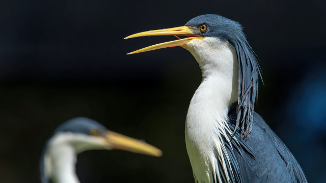 Two birds long beaks field free wallpaper for desktop - medium preview image