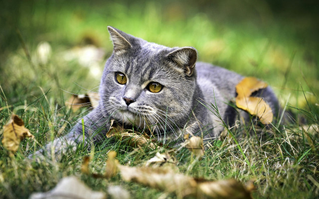 Cat grass leaf wideeyes nature free wallpaper for desktop - medium preview image