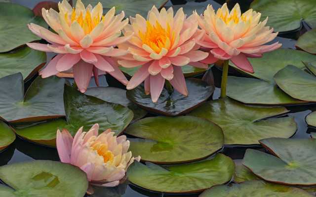 Pink water lilies pond floral free wallpaper for desktop - medium preview image