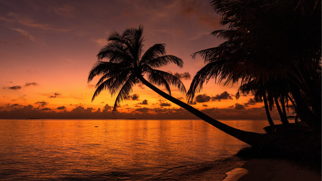 Palm tree water sunset beach free wallpaper for desktop - medium preview image