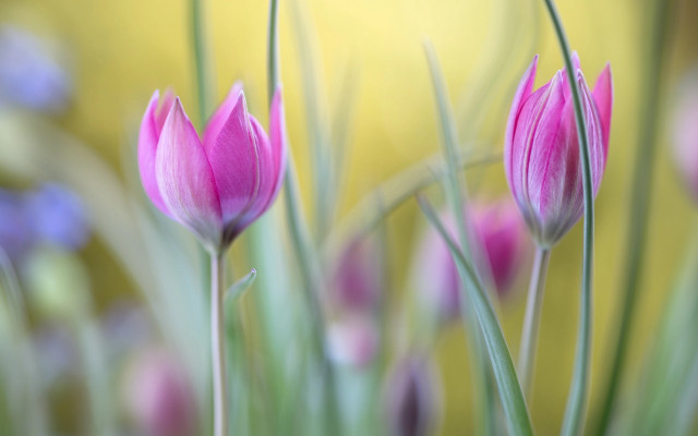 Pink hydrangea purple bokeh yellow free wallpaper for desktop - medium preview image