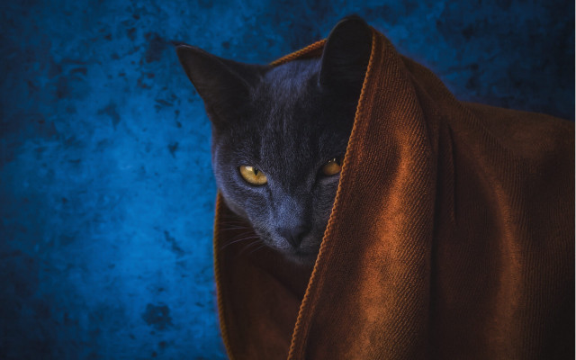 Cat peeking blanket blue background free wallpaper for desktop - medium preview image
