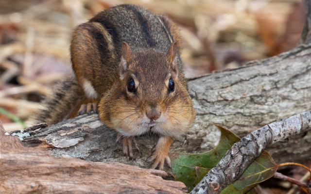 Small rodent tree branch surprised free wallpaper for desktop - medium preview image