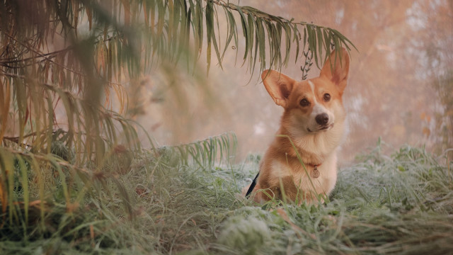 Dog grass tree foggy background free wallpaper for desktop - medium preview image