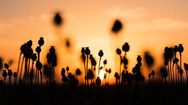 Flower field sunset birds serial free wallpaper for desktop - medium preview image