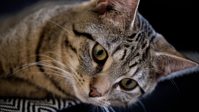 Cat black surface white stripe free wallpaper for desktop - medium preview image